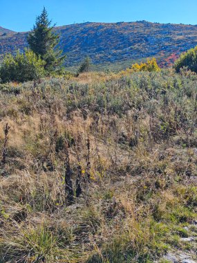 Bulgaristan 'ın Vitosha Dağı' nın şaşırtıcı sonbahar manzarası