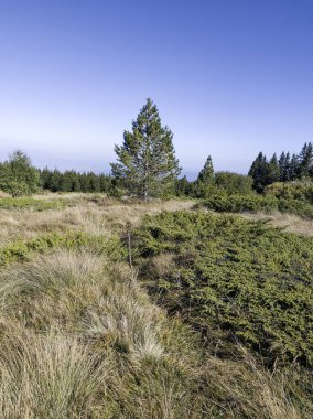Bulgaristan 'ın Vitosha Dağı' nın şaşırtıcı sonbahar manzarası