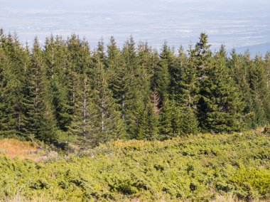 Bulgaristan 'ın Vitosha Dağı' nın şaşırtıcı sonbahar manzarası