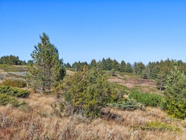 Bulgaristan 'ın Vitosha Dağı' nın şaşırtıcı sonbahar manzarası