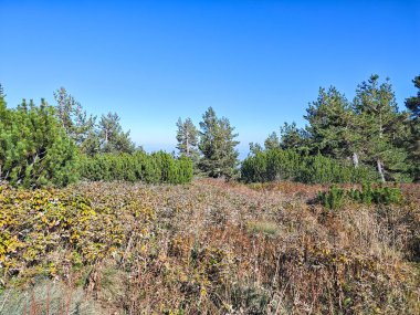 Bulgaristan 'ın Vitosha Dağı' nın şaşırtıcı sonbahar manzarası