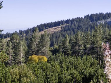 Bulgaristan 'ın Vitosha Dağı' nın şaşırtıcı sonbahar manzarası