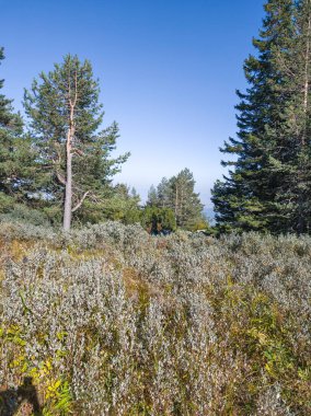 Bulgaristan 'ın Vitosha Dağı' nın şaşırtıcı sonbahar manzarası