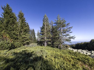 Bulgaristan 'ın Vitosha Dağı' nın şaşırtıcı sonbahar manzarası