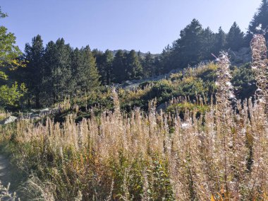 Bulgaristan 'ın Vitosha Dağı' nın şaşırtıcı sonbahar manzarası