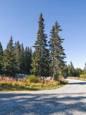 Bulgaristan 'ın Vitosha Dağı' nın şaşırtıcı sonbahar manzarası