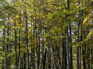 Bulgaristan 'ın Zlatnite Mostove bölgesi yakınlarındaki Vitosha Dağı' nın şaşırtıcı sonbahar manzarası