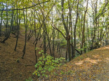 Bulgaristan 'ın Zlatnite Mostove bölgesi yakınlarındaki Vitosha Dağı' nın şaşırtıcı sonbahar manzarası