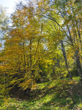 Bulgaristan 'ın Zlatnite Mostove bölgesi yakınlarındaki Vitosha Dağı' nın şaşırtıcı sonbahar manzarası