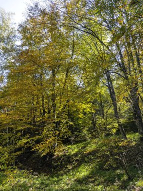 Amazing Autumn panorama of Vitosha Mountain near Zlatnite Mostove area, Bulgaria clipart