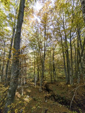 Bulgaristan 'ın Zlatnite Mostove bölgesi yakınlarındaki Vitosha Dağı' nın şaşırtıcı sonbahar manzarası