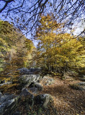 Bulgaristan 'ın Zlatnite Mostove bölgesi yakınlarındaki Vitosha Dağı' nın şaşırtıcı sonbahar manzarası