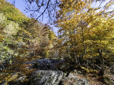 Bulgaristan 'ın Zlatnite Mostove bölgesi yakınlarındaki Vitosha Dağı' nın şaşırtıcı sonbahar manzarası