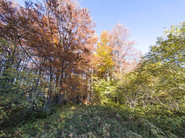 Bulgaristan 'ın Zlatnite Mostove bölgesi yakınlarındaki Vitosha Dağı' nın şaşırtıcı sonbahar manzarası