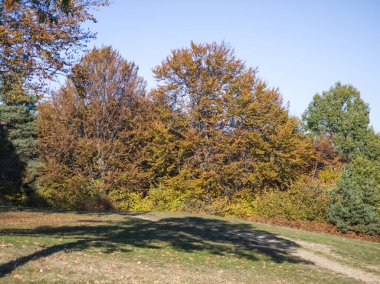 Plana Dağı 'nın şaşırtıcı sonbahar manzarası, Sofya bölgesi, Bulgaristan