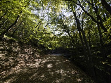 Bulgaristan 'ın Vitosha Dağı' nın şaşırtıcı sonbahar manzarası