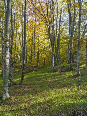 Bulgaristan 'ın Vitosha Dağı' nın şaşırtıcı sonbahar manzarası