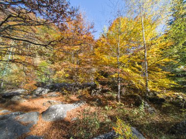 Bulgaristan 'ın Vitosha Dağı' nın şaşırtıcı sonbahar manzarası