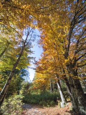 Bulgaristan 'ın Vitosha Dağı' nın şaşırtıcı sonbahar manzarası