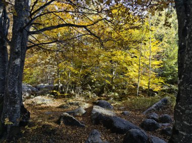 Bulgaristan 'ın Vitosha Dağı' nın şaşırtıcı sonbahar manzarası