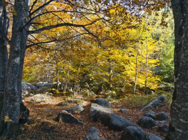 Amazing Autumn panorama of Vitosha Mountain, Bulgaria clipart