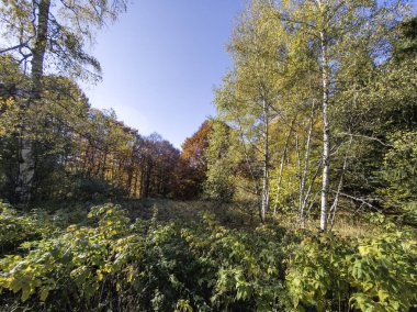 Bulgaristan 'ın Vitosha Dağı' nın şaşırtıcı sonbahar manzarası