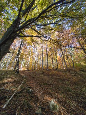 Amazing Autumn panorama of Vitosha Mountain, Bulgaria clipart