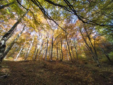 Bulgaristan 'ın Vitosha Dağı' nın şaşırtıcı sonbahar manzarası