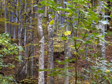 Bulgaristan 'ın Vitosha Dağı' nın şaşırtıcı sonbahar manzarası