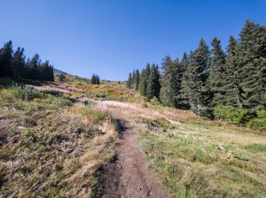 Bulgaristan 'ın Vitosha Dağı' nın şaşırtıcı sonbahar manzarası