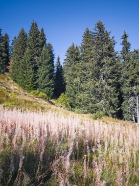 Bulgaristan 'ın Vitosha Dağı' nın şaşırtıcı sonbahar manzarası