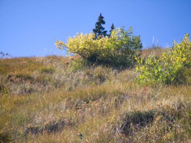 Bulgaristan 'ın Vitosha Dağı' nın şaşırtıcı sonbahar manzarası