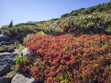 Bulgaristan 'ın Vitosha Dağı' nın şaşırtıcı sonbahar manzarası