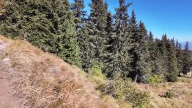 Bulgaristan 'ın Vitosha Dağı' nın şaşırtıcı sonbahar manzarası