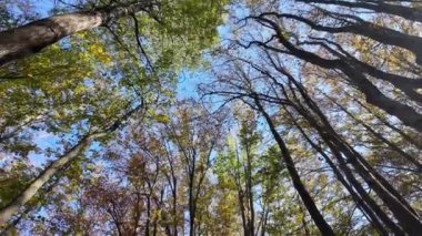 Bulgaristan 'ın Vitosha Dağı' nın şaşırtıcı sonbahar manzarası