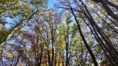 Bulgaristan 'ın Zlatnite Mostove bölgesi yakınlarındaki Vitosha Dağı' nın şaşırtıcı sonbahar manzarası