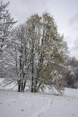 Bulgaristan 'ın Sofya kentindeki South Park' ın şaşırtıcı kış manzarası