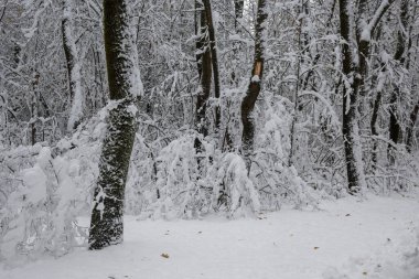 Bulgaristan 'ın Sofya kentindeki South Park' ın şaşırtıcı kış manzarası