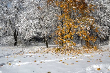 Bulgaristan 'ın Sofya kentindeki South Park' ın şaşırtıcı kış manzarası