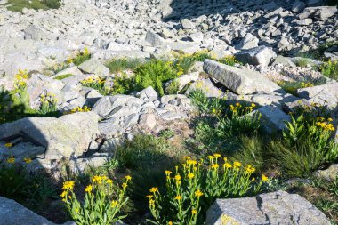Bulgaristan 'ın Muratov zirvesi etrafındaki Pirin Dağı' nın şaşırtıcı yaz manzarası