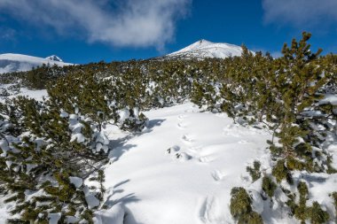 Bulgaristan 'ın Polezhan ve Bezbog Tepeleri yakınlarındaki Pirin Dağı' nın muhteşem kış manzarası
