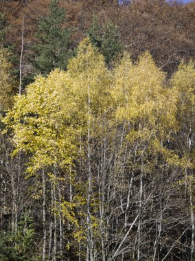 harika sonbahar manzarası, rila dağı, bulgaria