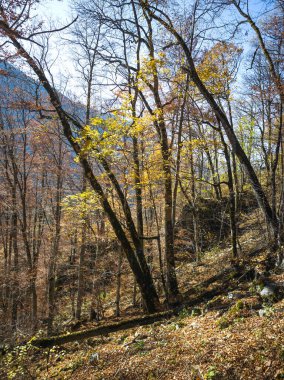 harika sonbahar manzarası, rila dağı, bulgaria