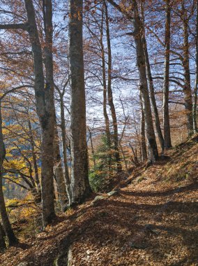 Amazing Autumn landscape of Rila Mountain, Bulgaria clipart