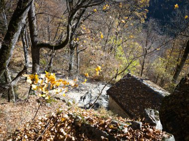 harika sonbahar manzarası, rila dağı, bulgaria