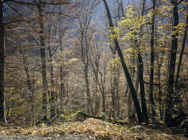 harika sonbahar manzarası, rila dağı, bulgaria