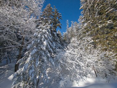 Bulgaristan 'ın Sofya Şehir Bölgesi, Vitosha Dağı' nın İnanılmaz Kış manzarası