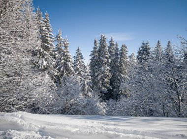 Bulgaristan 'ın Sofya Şehir Bölgesi, Vitosha Dağı' nın İnanılmaz Kış manzarası