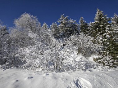 Bulgaristan 'ın Sofya Şehir Bölgesi, Vitosha Dağı' nın İnanılmaz Kış manzarası