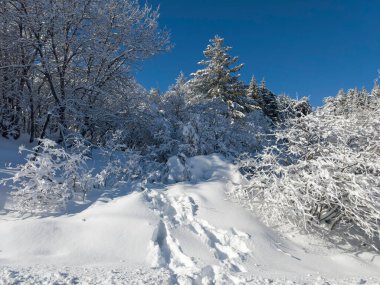 Bulgaristan 'ın Sofya Şehir Bölgesi, Vitosha Dağı' nın İnanılmaz Kış manzarası